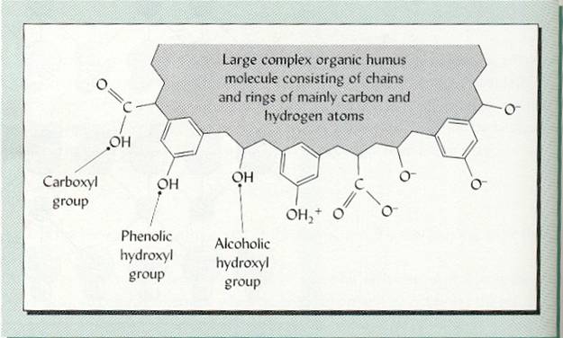 humus