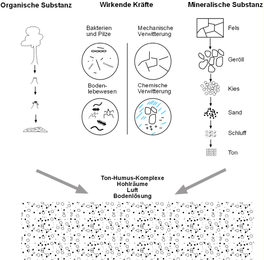 organische Bodensubstanz